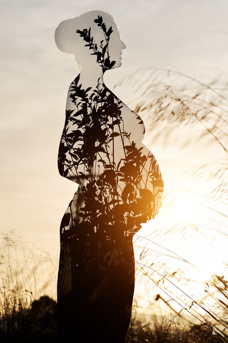 Silhouette of a Pregnant Woman in Nature at Sunset